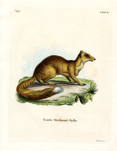 Yellow Mongoose (farget gravering) av German School