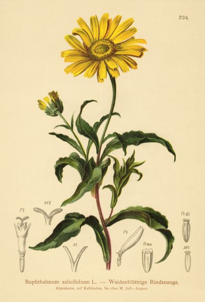 Gult okseøye (Buphthalmum salicifolium) av German School