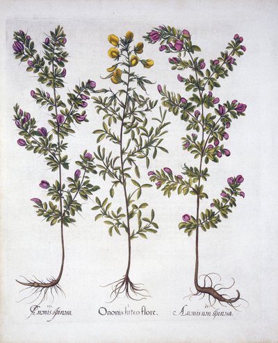 Yellow Rest-Harrow, Pink Rest-Harrow og Pink Thorny Rest-Harrow, fra Hortus Eystettensis, av Basil Besler (1561-1629), pub. 1613 (håndfarget gravering) av German School