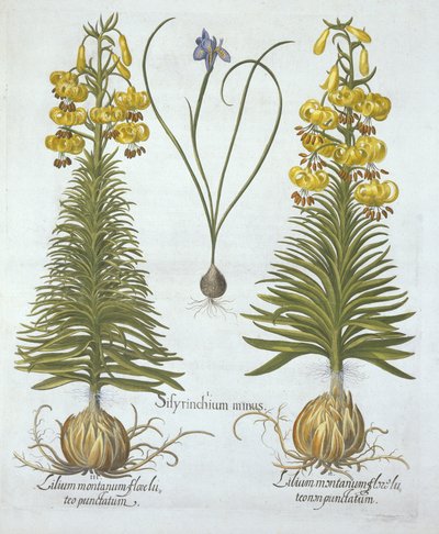 Yellow Turkscap Lily med pære og dvergblåøyde gress, fra Hortus Eystettensis, av Basil Besler (1561-1629), pub. 1613 (håndfarget gravering) av German School