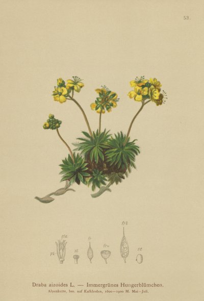 Yellow Whitlow-gress (Draba aizoides) av German School