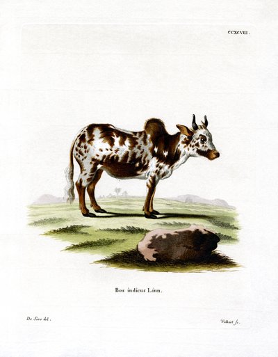 Zebu (farget gravering) av German School