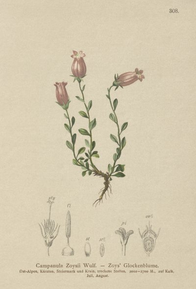 Zois klokkeblomst (Campanula Zoysii) av German School