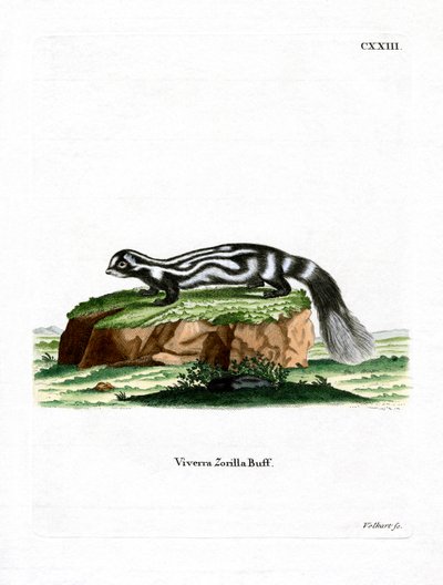 Zorilla (farget gravering) av German School