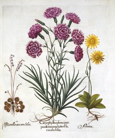 Jeg. Nellik, Dianthius, ii. Arnica & iii. Round Leaved Sundew fra Hortus Eystettensis, av Basil Besler (1561-1629) pub. 1613 av German School