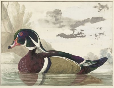 carolina duck av Gerrit van den Heuvel