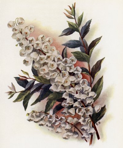 Andromeda Beautiful v Cassinefolia av Gertrude Hamilton
