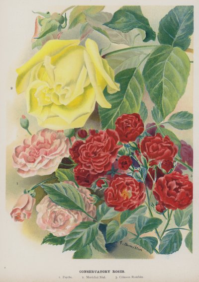 Vinterhage roser av Gertrude Hamilton