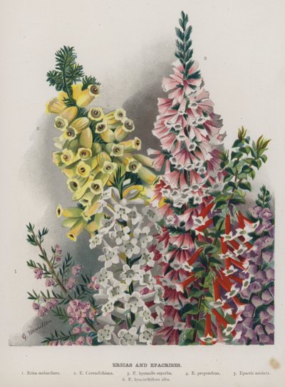 Ericas og Epacrises av Gertrude Hamilton