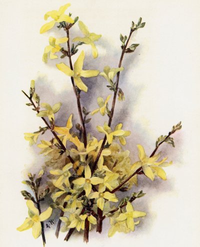 Forsythia Suspensa av Gertrude Hamilton