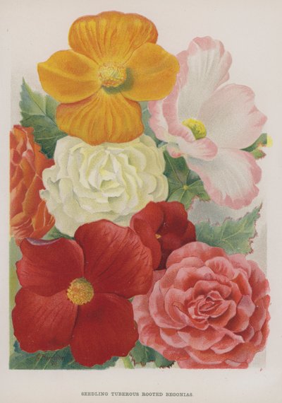 Frøplante Knollrotede Begonia av Gertrude Hamilton