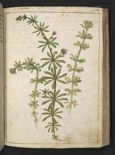 En plante med grønne blader, fra "Paintings of Flora of the Roman States" av Gherardo Cibo, Add MS 22333, f125r, c.1564-84 (akvarell og gouache på papir) av Gherardo Cibo
