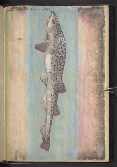 Legg til MS 22333 f.66r, Fish, fra 