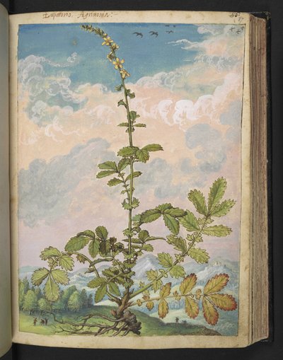 Agrimonia eupatoria, fra "Paintings of Flora of the Roman States" av Gherardo Cibo, Add MS 22333, f087r, c.1564-84 (akvarell og gouache på papir) av Gherardo Cibo