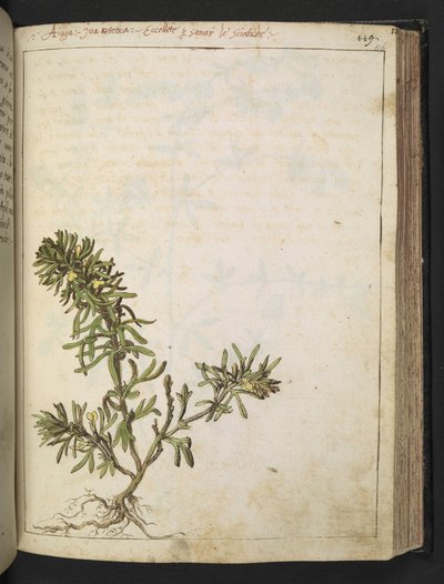 Ajuga chamaepitys: En plante med grønne blader og gule blomster, fra "Paintings of Flora of the Roman States" av Gherardo Cibo, Add MS 22333, f116r, ca. 1564-84 (akvarell og gouache på papir) av Gherardo Cibo