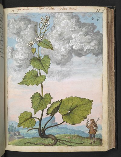 Alliaria petiolata: A tall plant with white petals. , from "Paintings of Flora of the Roman States" by Gherardo Cibo, Add MS 22333, f097r, c.1564-84 (watercolor & gouache on paper)   1352775   no       norwegian Successfully Translated  Original: Modelstud av Gherardo Cibo
