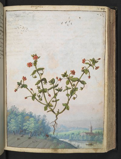 Anagalis arvensis: En plante med røde blomster, fra "Paintings of Flora of the Roman States" av Gherardo Cibo, Add MS 22333, f074r, c.1564-84 (akvarell og gouache på papir) av Gherardo Cibo