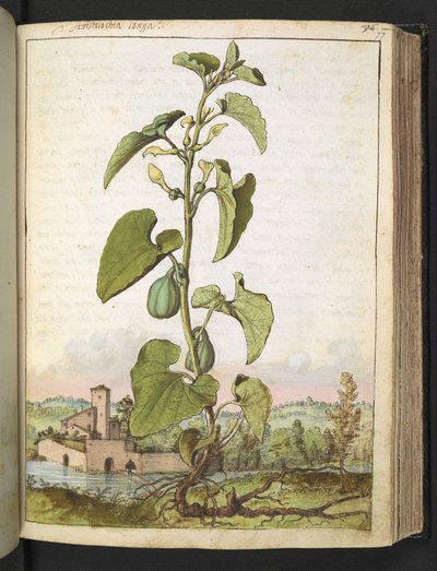 Aristolochia clematitis, fra "Paintings of Flora of the Roman States" av Gherardo Cibo, Add MS 22333, f077r, c.1564-84 (akvarell og gouache på papir) av Gherardo Cibo