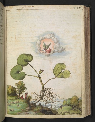 Asarum europaeum, fra "Paintings of Flora of the Roman States" av Gherardo Cibo, Add MS 22333, f092r, c.1564-84 (akvarell og gouache på papir) av Gherardo Cibo