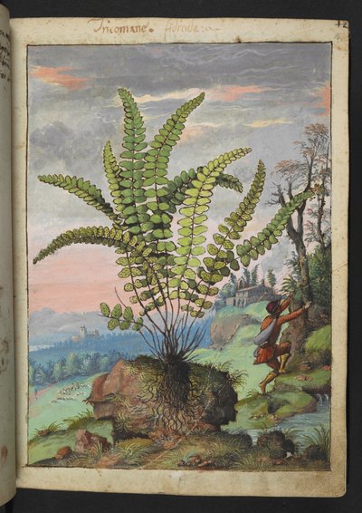 Asplenium trichomanes, fra "Paintings of Flora of the Roman States" av Gherardo Cibo, Add MS 22333, f016r, c.1564-84 (akvarell og gouache på papir) av Gherardo Cibo
