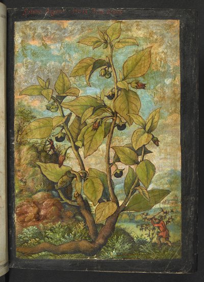 Atropa belladonna eller Atropa bella-donna, fra "Paintings of Flora of the Roman States" av Gherardo Cibo, Add MS 22333, f005r, c.1564-84 (akvarell og gouache på papir) av Gherardo Cibo