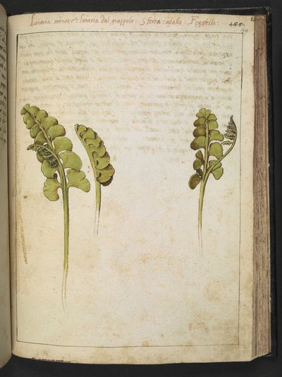 Botrychium lunaria (bregne), fra "Paintings of Flora of the Roman States" av Gherardo Cibo, Add MS 22333, f149r, c.1564-84 (akvarell og gouache på papir) av Gherardo Cibo