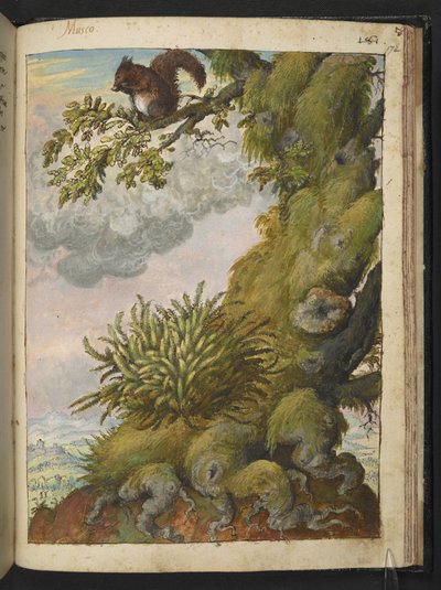 Bryophyte (mose) og et ekorn som sitter på grenen til et tre, fra "Paintings of Flora of the Roman States" av Gherardo Cibo, Add MS 22333, f172r, ca. 1564-84 (akvarell og gouache på papir) av Gherardo Cibo