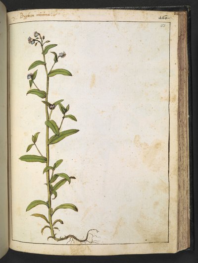 Buglossa, Anchusa azurea (Loddon Royalist), fra "Paintings of Flora of the Roman States" av Gherardo Cibo, Add MS 22333, f153r, c.1564-84 (akvarell og gouache på papir) av Gherardo Cibo