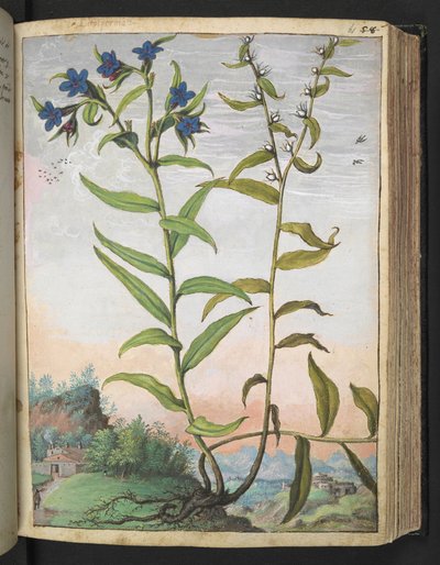 Buglossoides purpurocaerulea , fra "Paintings of Flora of the Roman States" av Gherardo Cibo, Add MS 22333, f061r, c.1564-84 (akvarell og gouache på papir) av Gherardo Cibo