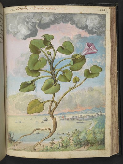 Calystegia soldanella, fra "Paintings of Flora of the Roman States" av Gherardo Cibo, Add MS 22333, f150r, c.1564-84 (akvarell og gouache på papir) av Gherardo Cibo