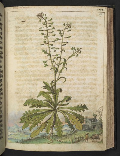 Capsella bursa-pastoris, fra "Paintings of Flora of the Roman States" av Gherardo Cibo, Add MS 22333, f119r, c.1564-84 (akvarell og gouache på papir) av Gherardo Cibo