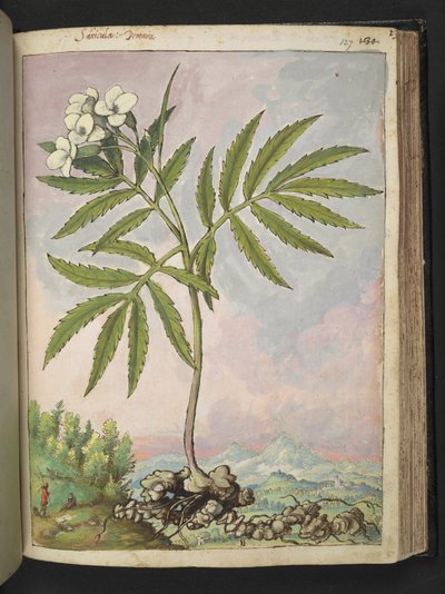Cardamine heptaphylla, fra "Paintings of Flora of the Roman States" av Gherardo Cibo, Add MS 22333, f127r, c.1564-84 (akvarell og gouache på papir) av Gherardo Cibo