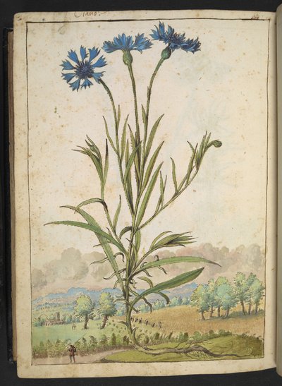 Centaurea cyanus: En blomst med blå kronblad, fra "Paintings of Flora of the Roman States" av Gherardo Cibo, Add MS 22333, f177v, c.1564-84 (akvarell og gouache på papir) av Gherardo Cibo