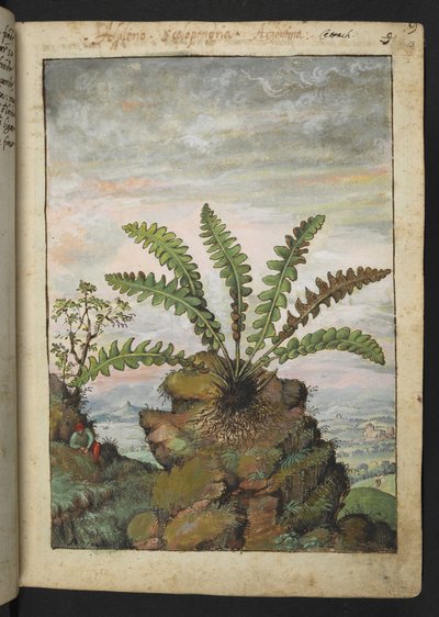 Ceterach officinarum, fra "Paintings of Flora of the Roman States" av Gherardo Cibo, Add MS 22333, f013r, c.1564-84 (akvarell og gouache på papir) av Gherardo Cibo