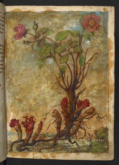 Cytinus hypocistis, fra "Paintings of Flora of the Roman States" av Gherardo Cibo, Add MS 22333, f009r, c.1564-84 (akvarell og gouache på papir) av Gherardo Cibo