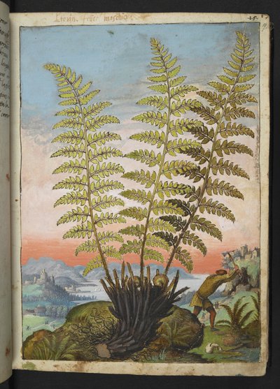 Dryopteris filix mas: En bregne, fra "Paintings of Flora of the Roman States" av Gherardo Cibo, Add MS 22333, f019r, c.1564-84 (akvarell og gouache på papir) av Gherardo Cibo