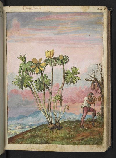 Eranthis hyemalis, fra "Paintings of Flora of the Roman States" av Gherardo Cibo, Add MS 22333, f038r, c.1564-84 (akvarell og gouache på papir) av Gherardo Cibo