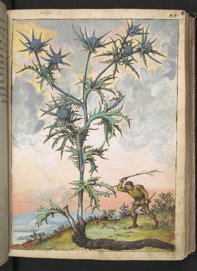 Eryngium maritimum, fra "Paintings of Flora of the Roman States" av Gherardo Cibo, Add MS 22333, f047r, c.1564-84 (akvarell og gouache på papir) av Gherardo Cibo