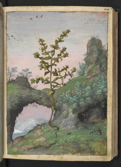 Euphrasia officinalis, fra "Paintings of Flora of the Roman States" av Gherardo Cibo, Add MS 22333, f041r, c.1564-84 (akvarell og gouache på papir) av Gherardo Cibo