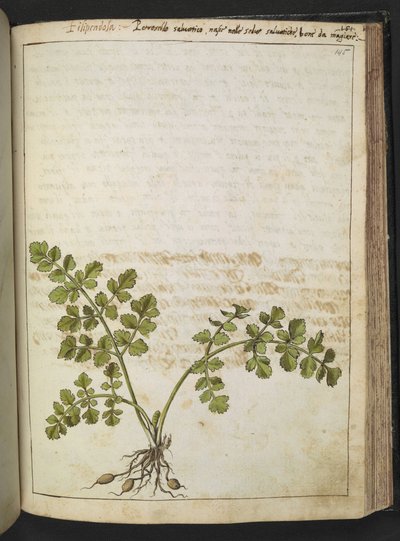Filipendula, fra "Paintings of Flora of the Roman States" av Gherardo Cibo, Add MS 22333, f145r, c.1564-84 (akvarell og gouache på papir) av Gherardo Cibo