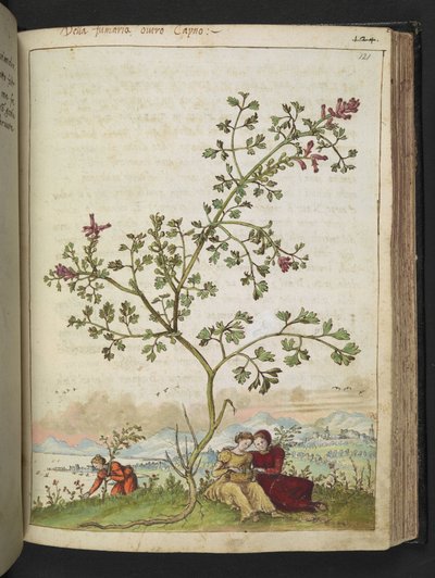 Fumaria gaillardotii , fra "Paintings of Flora of the Roman States" av Gherardo Cibo, Add MS 22333, f121r, c.1564-84 (akvarell og gouache på papir) av Gherardo Cibo