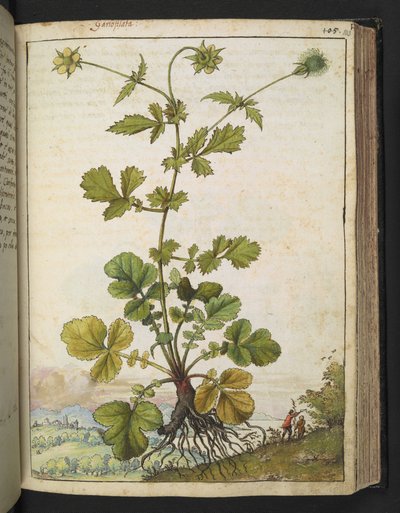 Geum urbanum, fra "Paintings of Flora of the Roman States" av Gherardo Cibo, Add MS 22333, f103r, c.1564-84 (akvarell og gouache på papir) av Gherardo Cibo