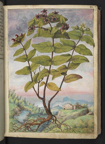 Hypericum hircinum, fra "Paintings of Flora of the Roman States" av Gherardo Cibo, Add MS 22333, f034r, c.1564-84 (akvarell og gouache på papir) av Gherardo Cibo