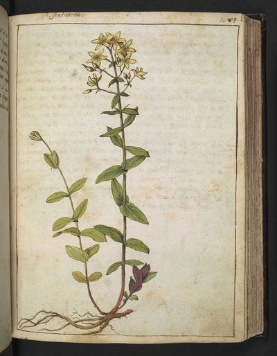 Hypericum perfoliatum, fra "Paintings of Flora of the Roman States" av Gherardo Cibo, Add MS 22333, f084r, c.1564-84 (akvarell og gouache på papir) av Gherardo Cibo