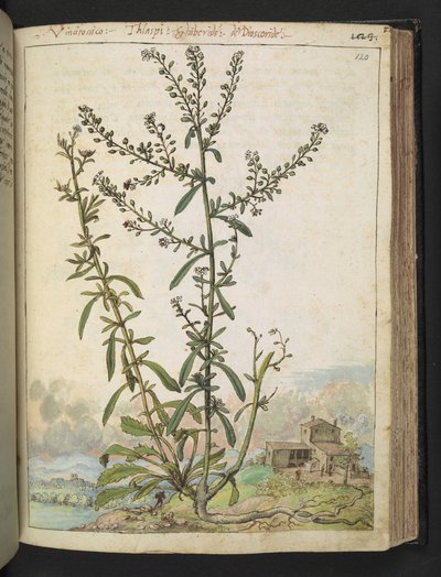 Lepidium graminifolium, fra "Paintings of Flora of the Roman States" av Gherardo Cibo, Add MS 22333, f120r, c.1564-84 (akvarell og gouache på papir) av Gherardo Cibo
