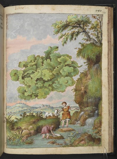 Lav og to kvinner som vasker klær eller pels i et basseng, fra "Paintings of Flora of the Roman States" av Gherardo Cibo, Add MS 22333, f171r, ca. 1564-84 (akvarell og gouache på papir) av Gherardo Cibo