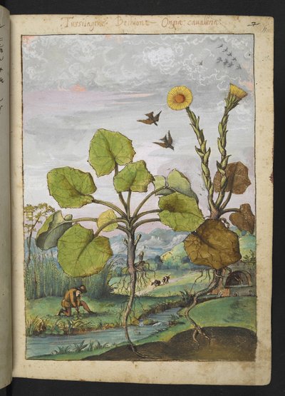 Ligularia tussilaginea (Leopardplante), fra "Paintings of Flora of the Roman States" av Gherardo Cibo, Add MS 22333, f011r, c.1564-84 (akvarell og gouache på papir) av Gherardo Cibo