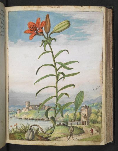 Lilium bulbiferum: En plante med røde kronblad, fra "Paintings of Flora of the Roman States" av Gherardo Cibo, Add MS 22333, f080r, c.1564-84 (akvarell og gouache på papir) av Gherardo Cibo