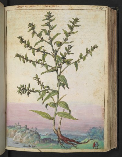 Lithospermum officinale, fra "Paintings of Flora of the Roman States" av Gherardo Cibo, Add MS 22333, f062r, c.1564-84 (akvarell og gouache på papir) av Gherardo Cibo