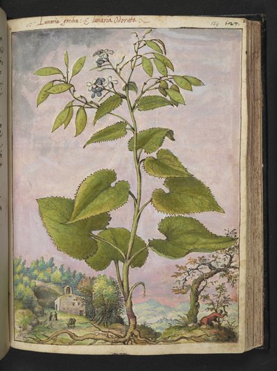 Lunaria redivivia, fra "Paintings of Flora of the Roman States" av Gherardo Cibo, Add MS 22333, f124r, c.1564-84 (akvarell og gouache på papir) av Gherardo Cibo